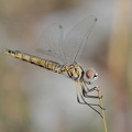 Schwarzer Baron (Selysiothemis nigra)